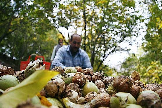 جشنواره گردو در خراسان شمالی برگزار می‌شود