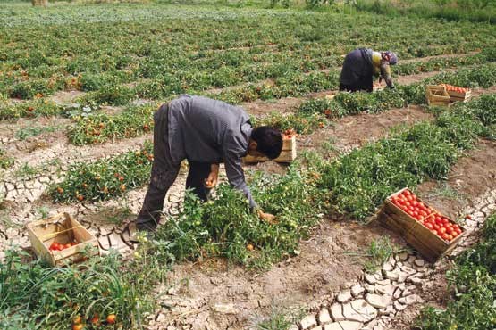 آب تحویلی به کشاورزی تا 2 هفته دیگر نصف می‌شود