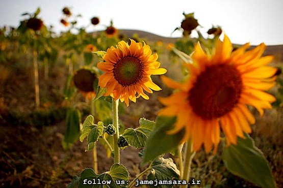 بازی رنگ در مزرعه آفتابگردان |مجموعه عکس|