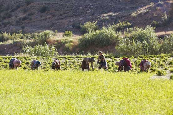 برداشت مکانیزه در ۱۸۰ هزار هکتار از شالیزارهای مازندران