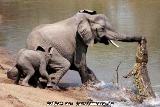 مبارزه تمساح و فیل مادر |مجموعه عکس|