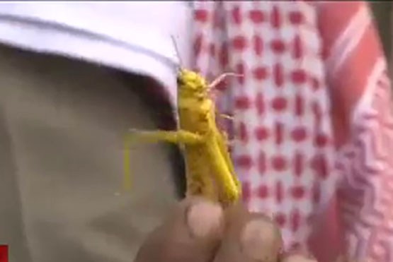 خوردن ملخ مثل نقل و نبات