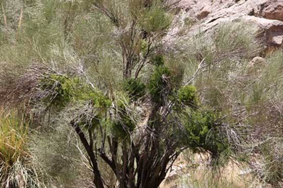 مرگ تدریجی جنگل های 400 ساله جنوب کرمان