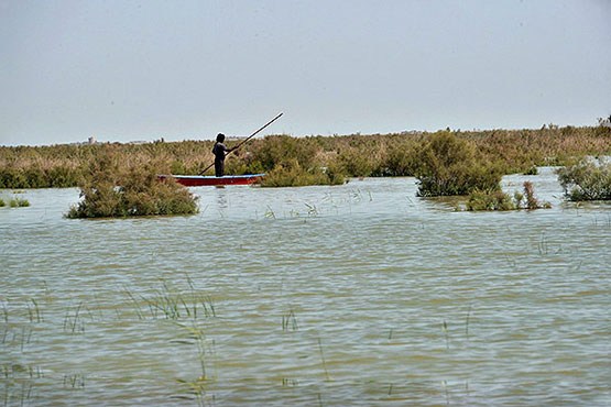 بازگشت زندگی به هامون