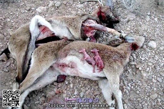 آقای شکارچی! لطفاً به بچه‌هایت بیندیش! |عکس|