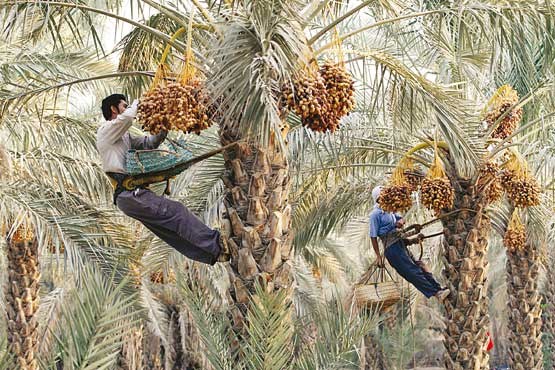 دولت خرمای انباری نخلداران را خرید