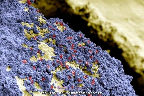 زندگی درون دهان و دندان ما! |عکس| زندگی درون دهان و دندان ما! |عکس|
