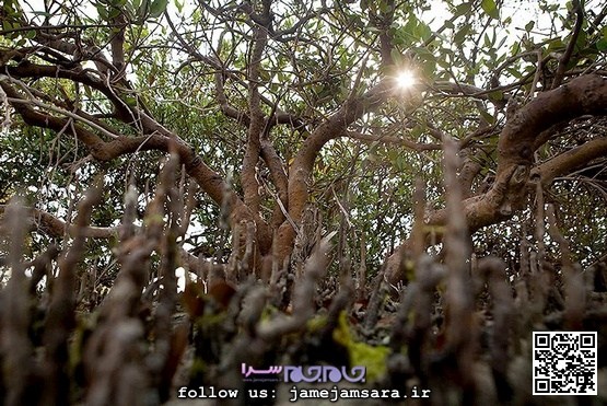 آلیس در «جنگل حرا» |مجموعه‌عکس|