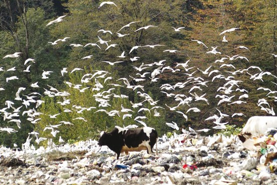 بحران محیط زیست در مازندران