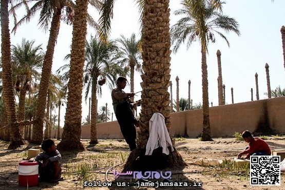 طعم خرما زیر ذره‌بین نگاه |مجموعه‌عکس|