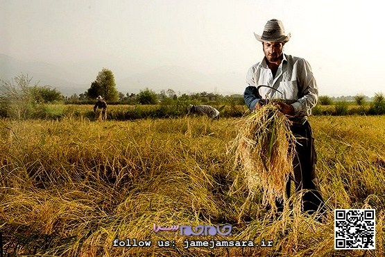 فصل بریدن بند ناف زمین در شالیزار |مجموعهعکس| فصل بریدن بند ناف زمین در شالیزار |مجموعهعکس|