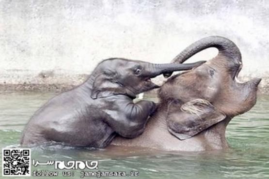 احساس مادر و فرزندی [عکس]