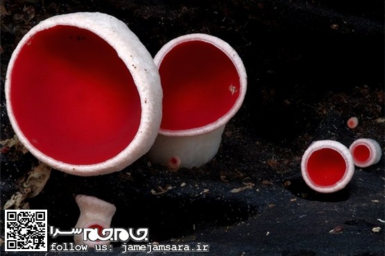 قارچ‌های دیدنی و زیبا در استرالیا [عکس]