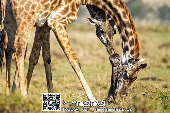 لحظات شگفت‌انگیز از زایمان زرافه [مجموعه‌عکس]