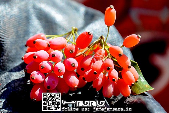 فصل چیدن یاقوت قرمز از زلف خار [مجموعه‌عکس]