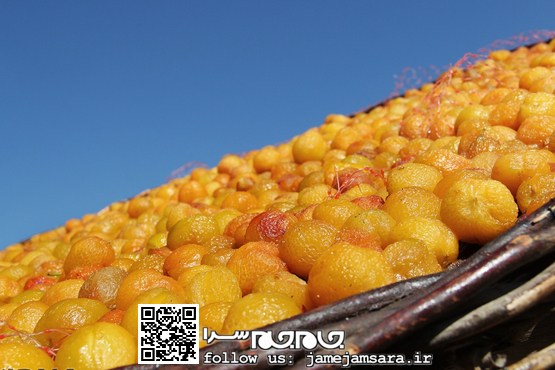 لکه‌های زردِ خوردنی، روی بام خانه‌ها [مجموعه‌عکس]