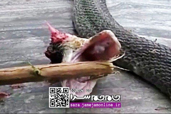 مار سر بریده، آشپز چینی را نیش زد و کشت! [+عکس]