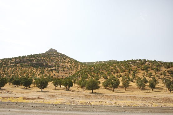 گردهمایی برای نجات بلوط‌ها