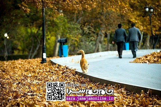 طبیعت پاییزی: پارک ملت تهران [مجموعه عکس]