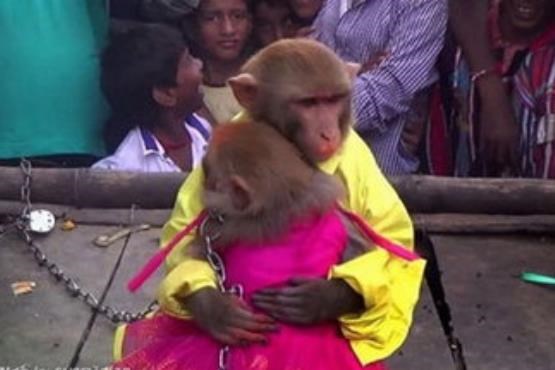 جشن عروسی میمون‌ها + [عکس]