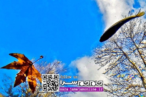 رد پای پاییز، در دنیای آب [مجموعه عکس]