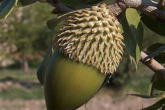 بلوط موثر در درمان نرمی استخوان