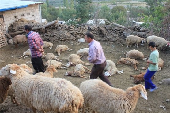 حمله گرگ‌ ها به روستاهای غرب اصفهان