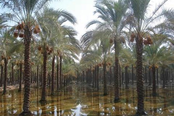 نخلستان​های بم در سیطره حشره زنجره خرما