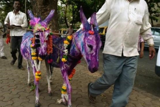 نشان افتخار برای 2 الاغ وفادار![+عکس]