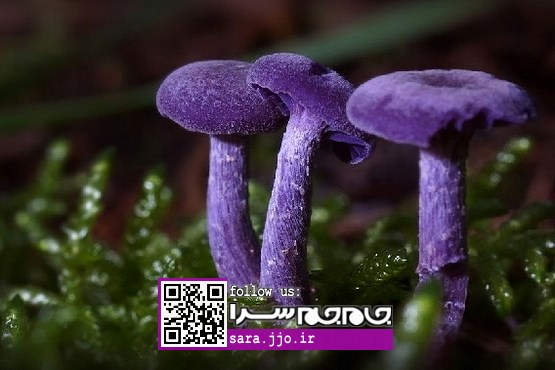 قارچ؛ جلوه‌ای دیدنی از رنگ و زیبایی [+مجموعه عکس]