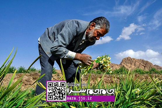 فصل در بغل گرفتن نرگس‌ها فرا رسید [عکس]