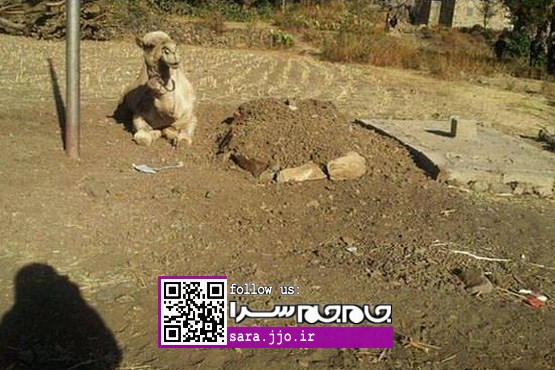 وفاداری عجیب یک شتر به صاحب از دنیا رفته‌اش [+عکس]