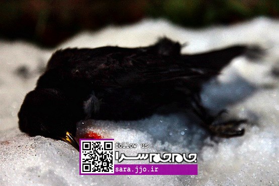 تفریحی به قیمت «جان شیرین»! [مجموعه عکس]