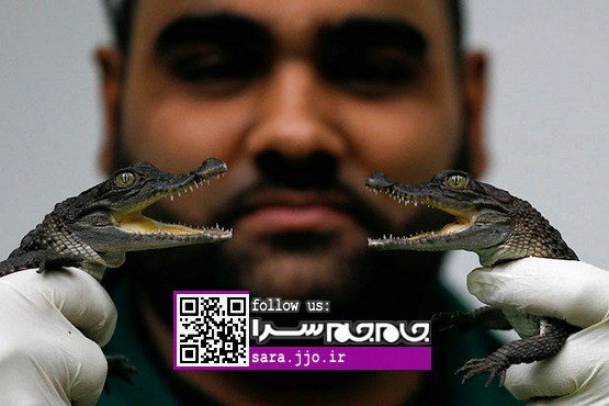 عکاسی‌ از زندگی حیوانات در باغ وحش لندن [مجموعه عکس]