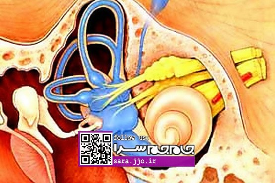 سرگیجه دارید؟ حواستان به گوش‌هایتان باشد