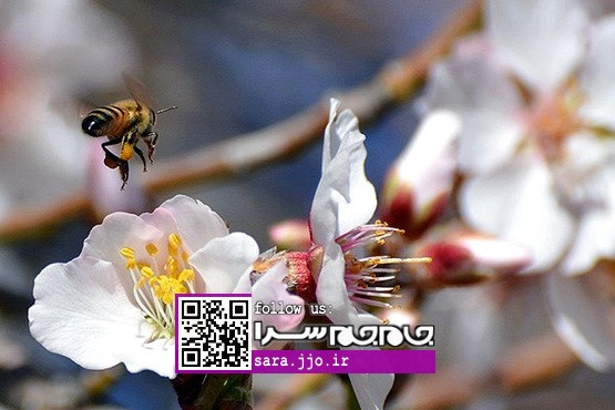 شکوفه‌های زیبای بهاری در نیمه زمستان! [مجموعه عکس]