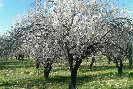 بام ایران بهاری شد + عکس