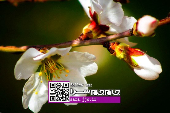 شکوفه‌های بهاری در نیمه زمستان [مجموعه عکس]