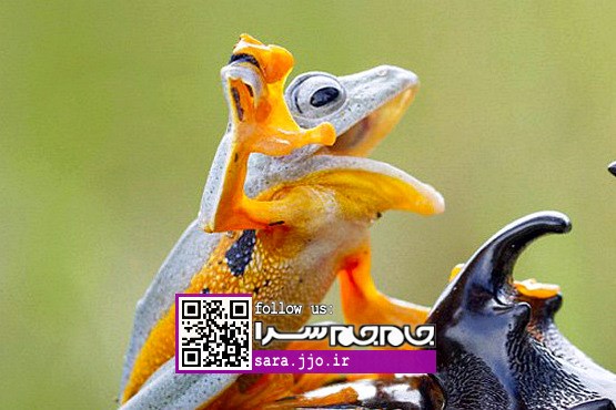 سواری گرفتن قورباغه خندان از سوسک بینوا [عکس]