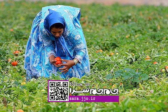 بیا چشم‌هایمان را دعوت کنیم به برداشت ویتامین ث! [مجموعه عکس]