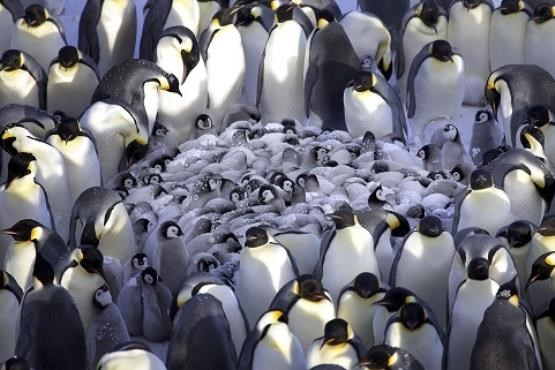 دمای ۲۰ درجه زیر صفر و فداکاری پنگوئن‌ها [+عکس]