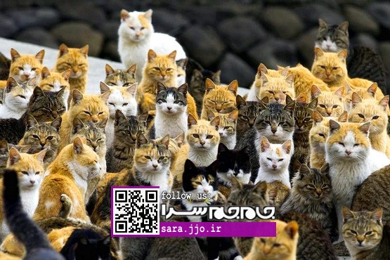 جزیره گربه‌ها [مجموعه عکس]