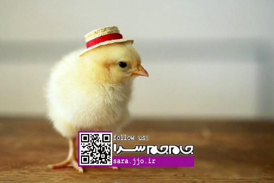 راه‌های تشخیص جوجه‌های نر و ماده! [طنز]