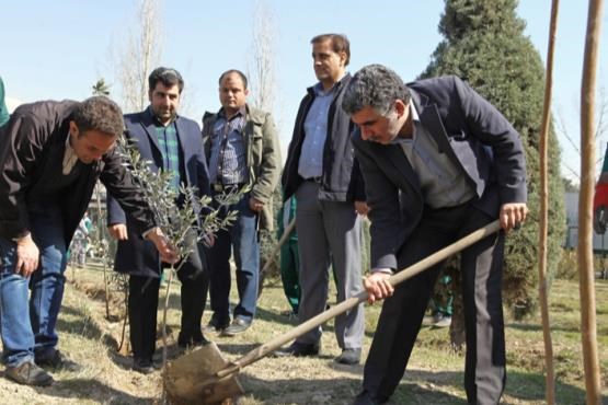 صداوسیمایی‌ها درخت زیتون کاشتند