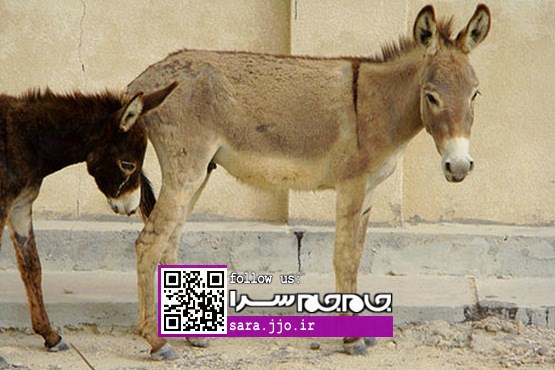 درسی فراموش نشدنی از الاغ‌های جزیره هنگام! [+عکس]