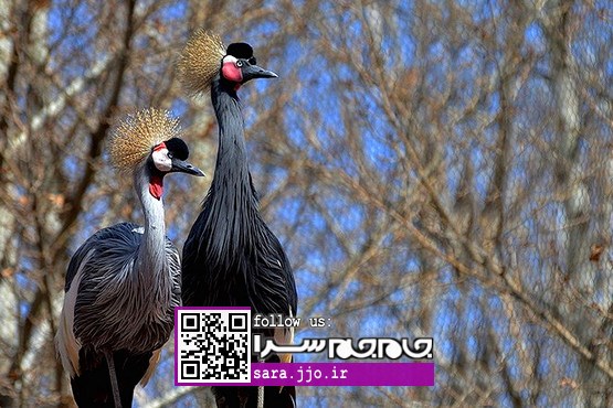 باغ پرندگان اصفهان [مجموعه عکس]