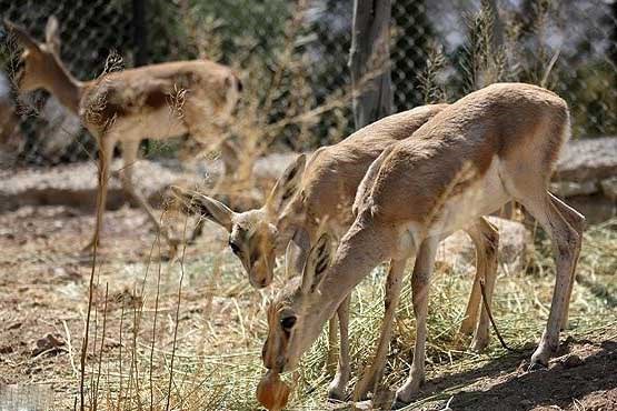 دشت سهرین مآمن آهوان ایرانی + عکس