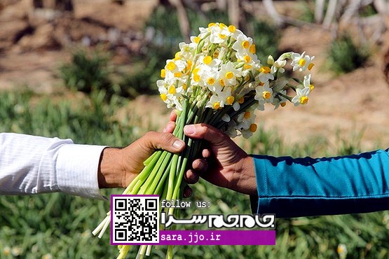 چشمک‌های پرناز نرگس به لبخند نگاه باغبان [مجموعه عکس]