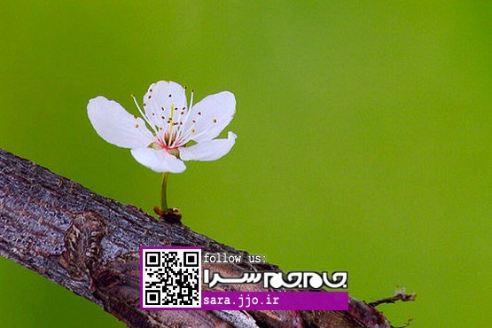 بیایید مهمان شکوفه‌های بهار شویم [مجموعه عکس]