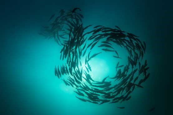 کشف یک ماهی عظیم در ساحل کالیفرنیا +عکس